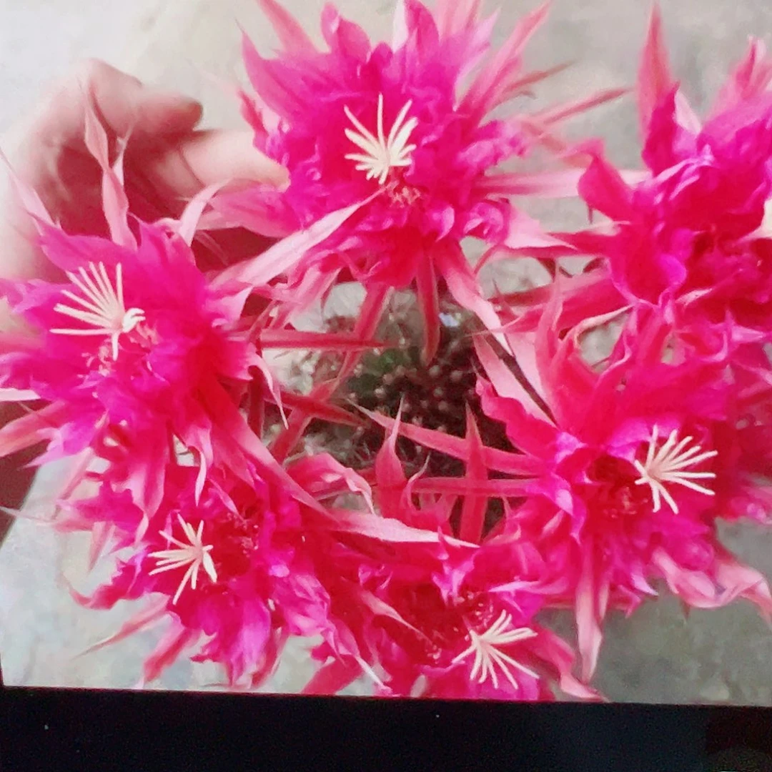 彩草 天狼星 侧芽 满 20包邮