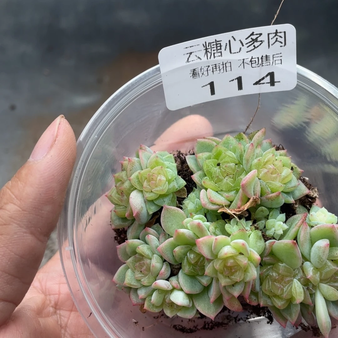 云糖心多肉植物114