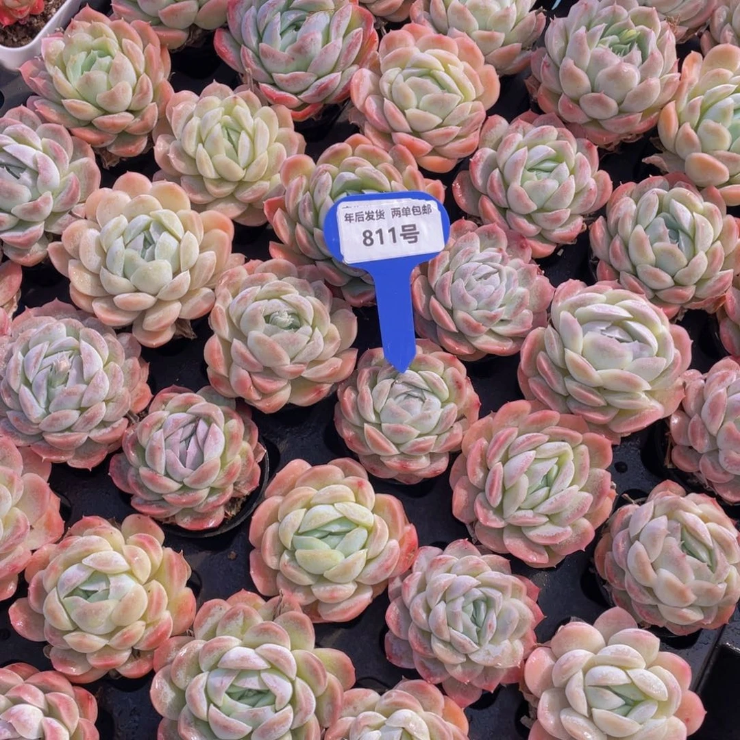 811号豌豆公主单头两个