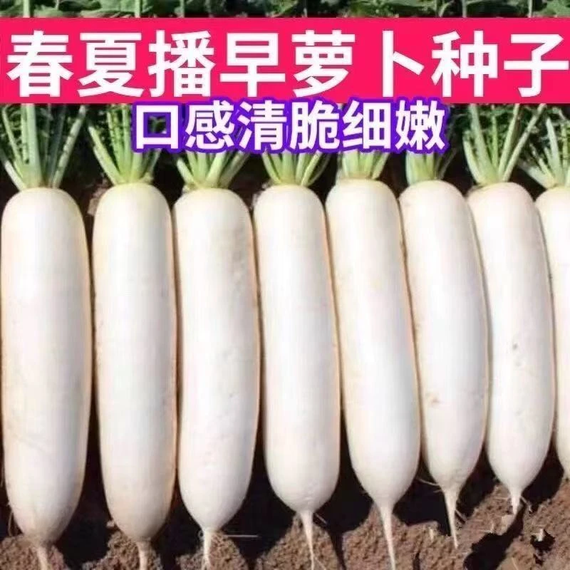 拍1包送2包白云春萝卜种子400粒