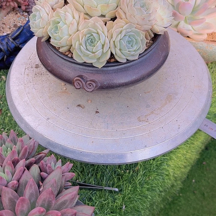 Z****带盆发货发货哈哈哈哈哈哈哈哈哈