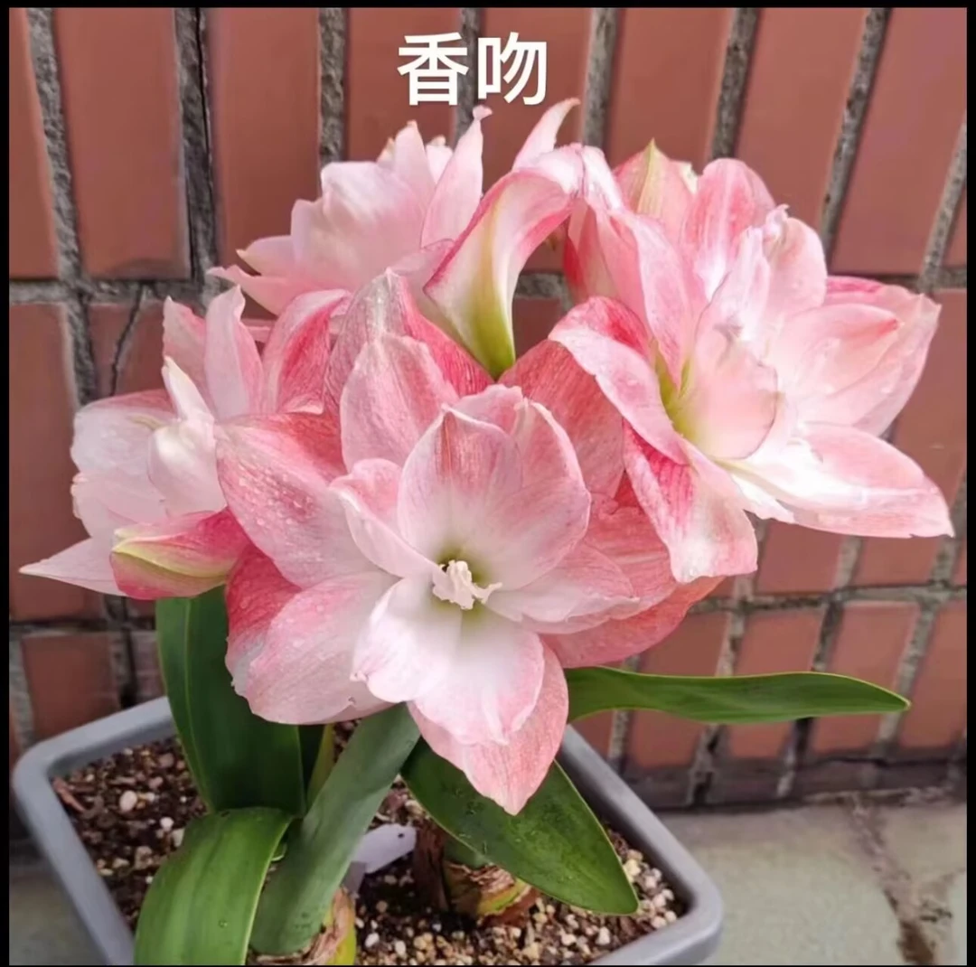 2颗装）香吻种球5厘米左右