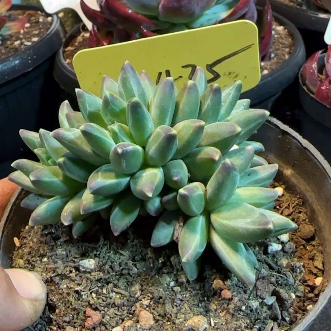 梵高朵朵惊鸿一物一拍包装收缩花旱