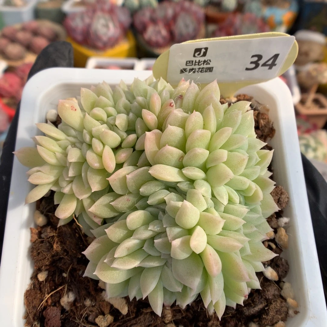 34 月影系缀多肉多肉