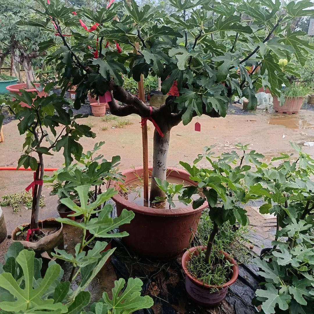 一树四品种无花果原盆原土现挖现发南北方均可庭院种植