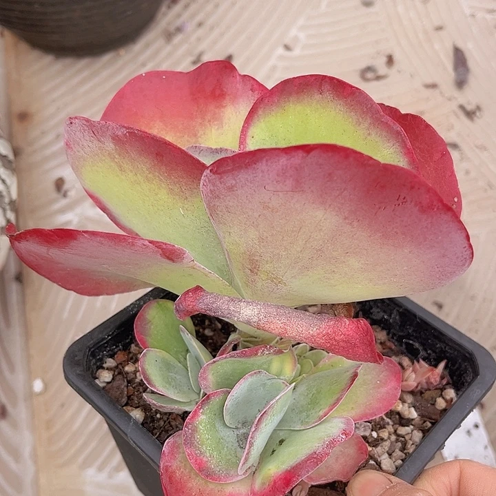 唐印2614多肉植物