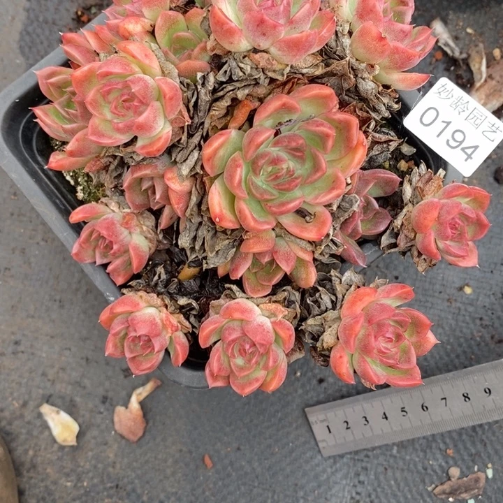 清***90194杂交老桩基地～14厘米