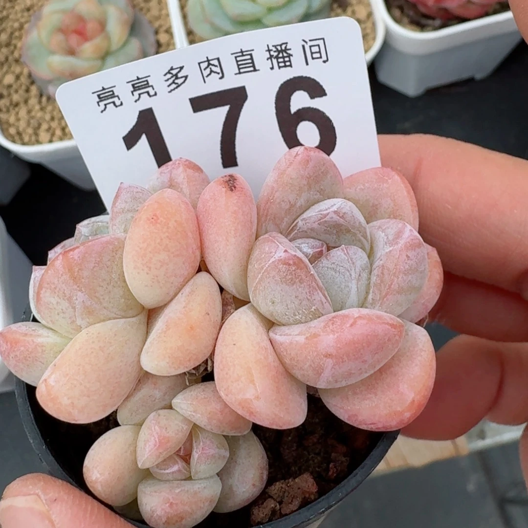 粉糖心冰玉          开播福利