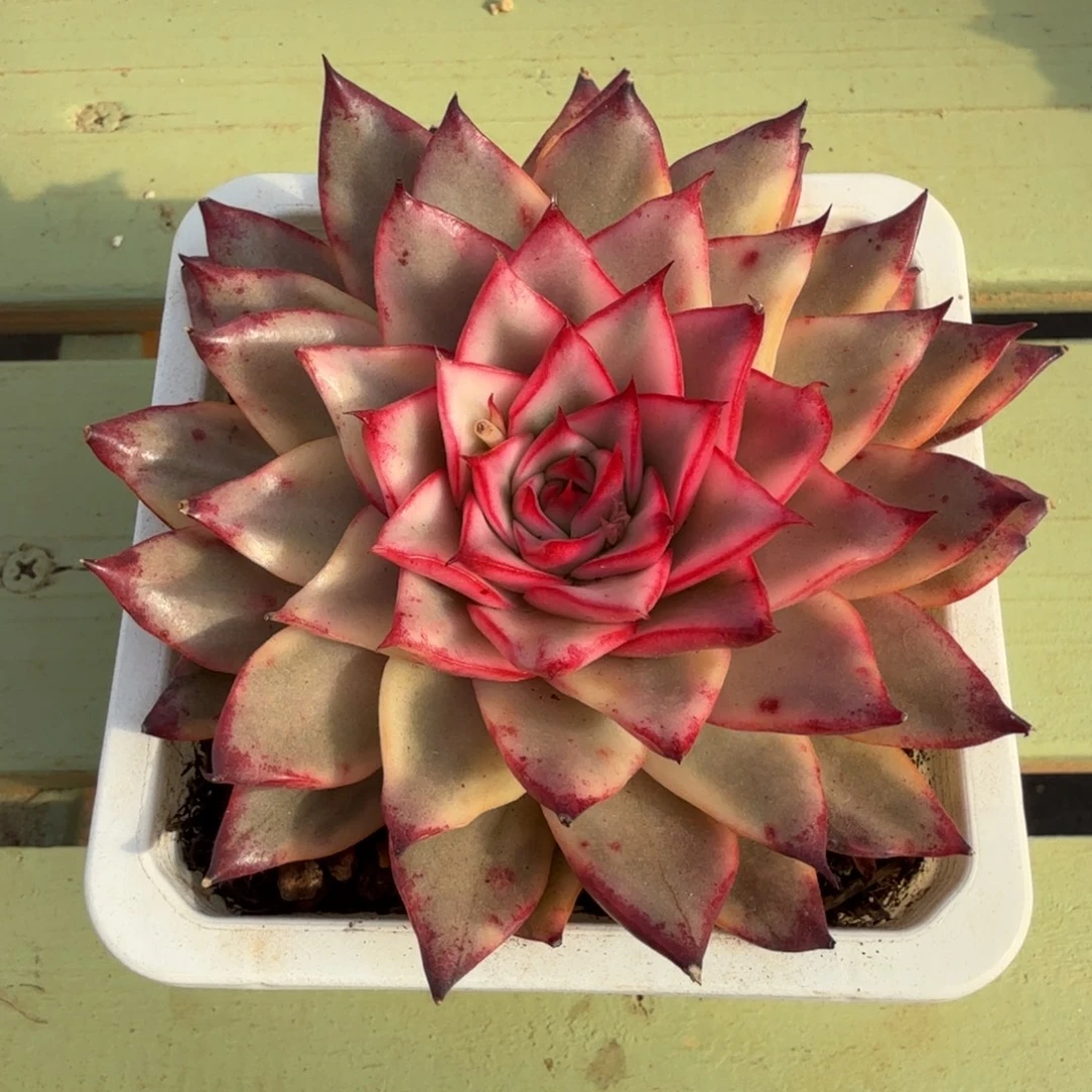 吉赛尔锦锦上园艺一物一拍