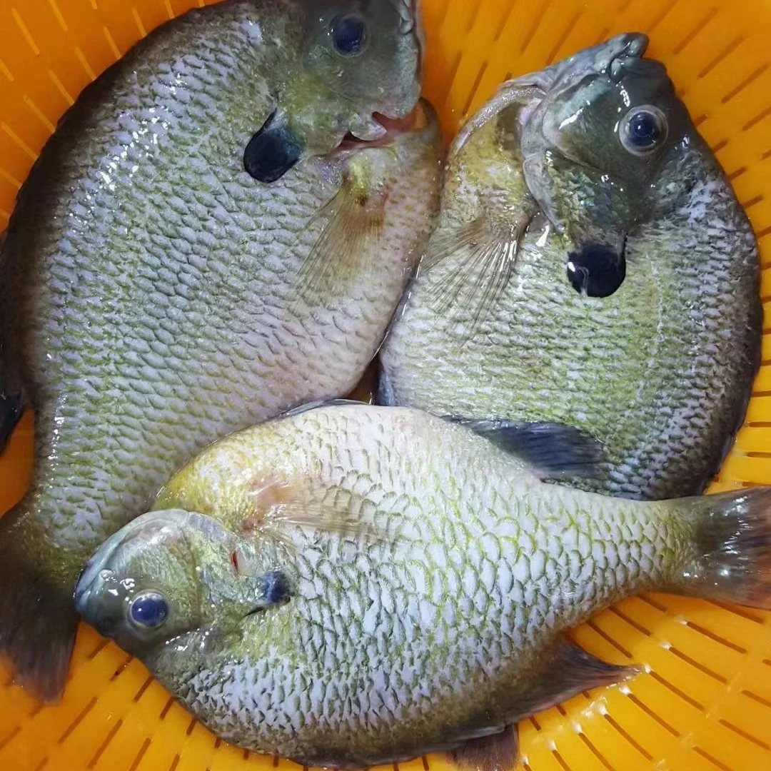 鲜活太阳鱼，500g±50g，2条