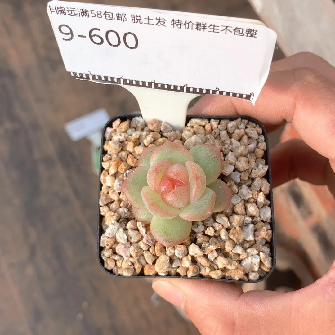 珍妮优选超级福利58包邮