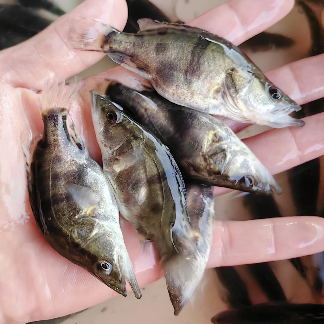 批发桂花鱼幼体小鳜鱼淡水养殖暗鳜黑金鳜白头鳜木叶鳜观赏小活鱼
