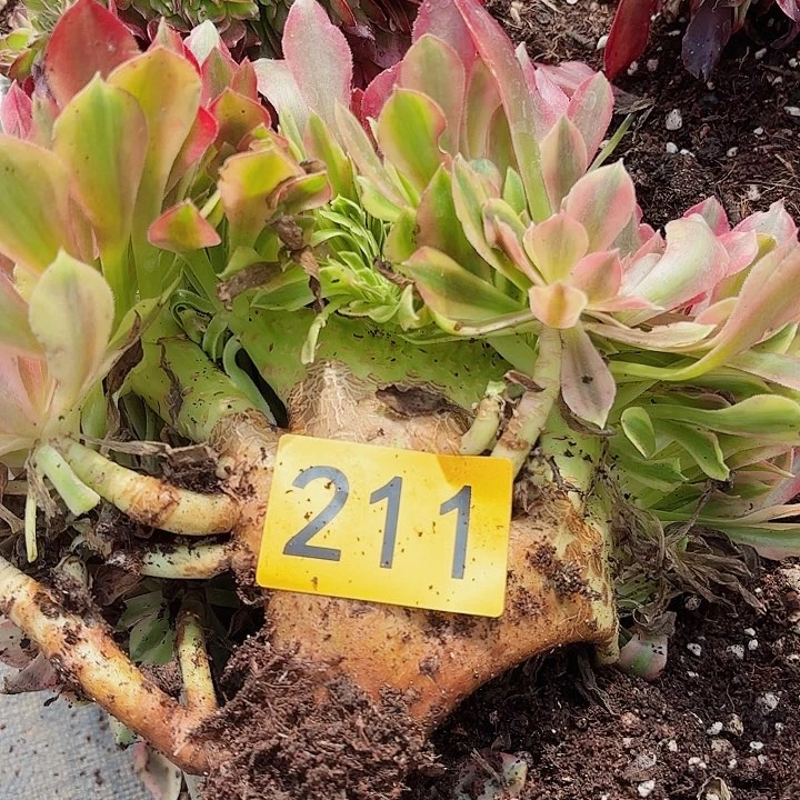 多肉植物福利211