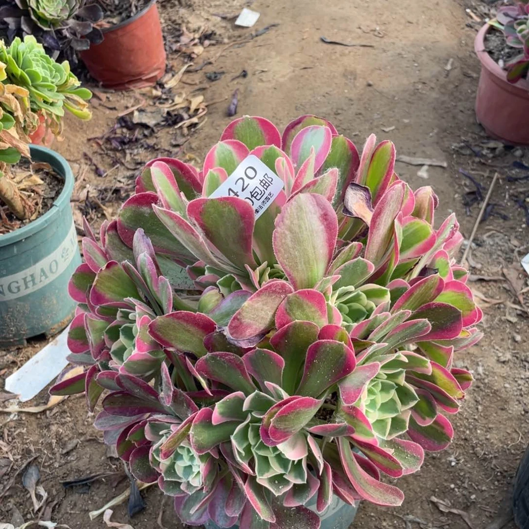 420粉女郎多肉法师