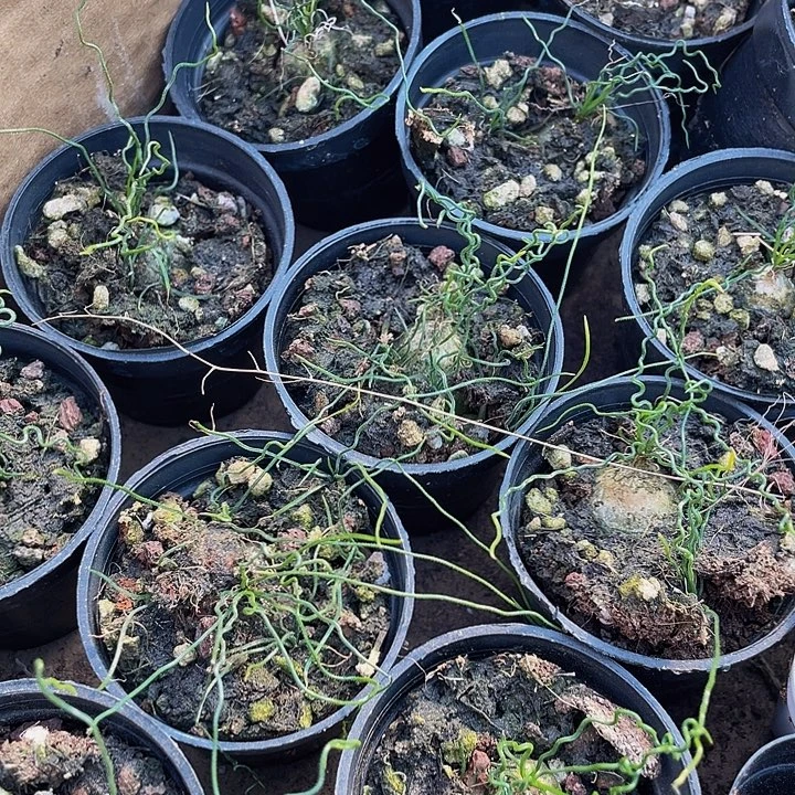 太迪海葱带盆土发货