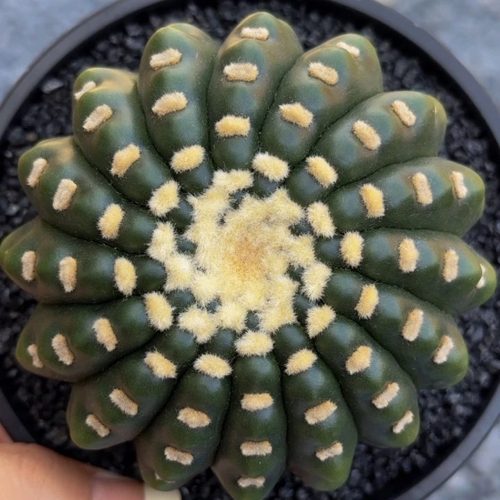 m实生超大无刺宣美玉带盆