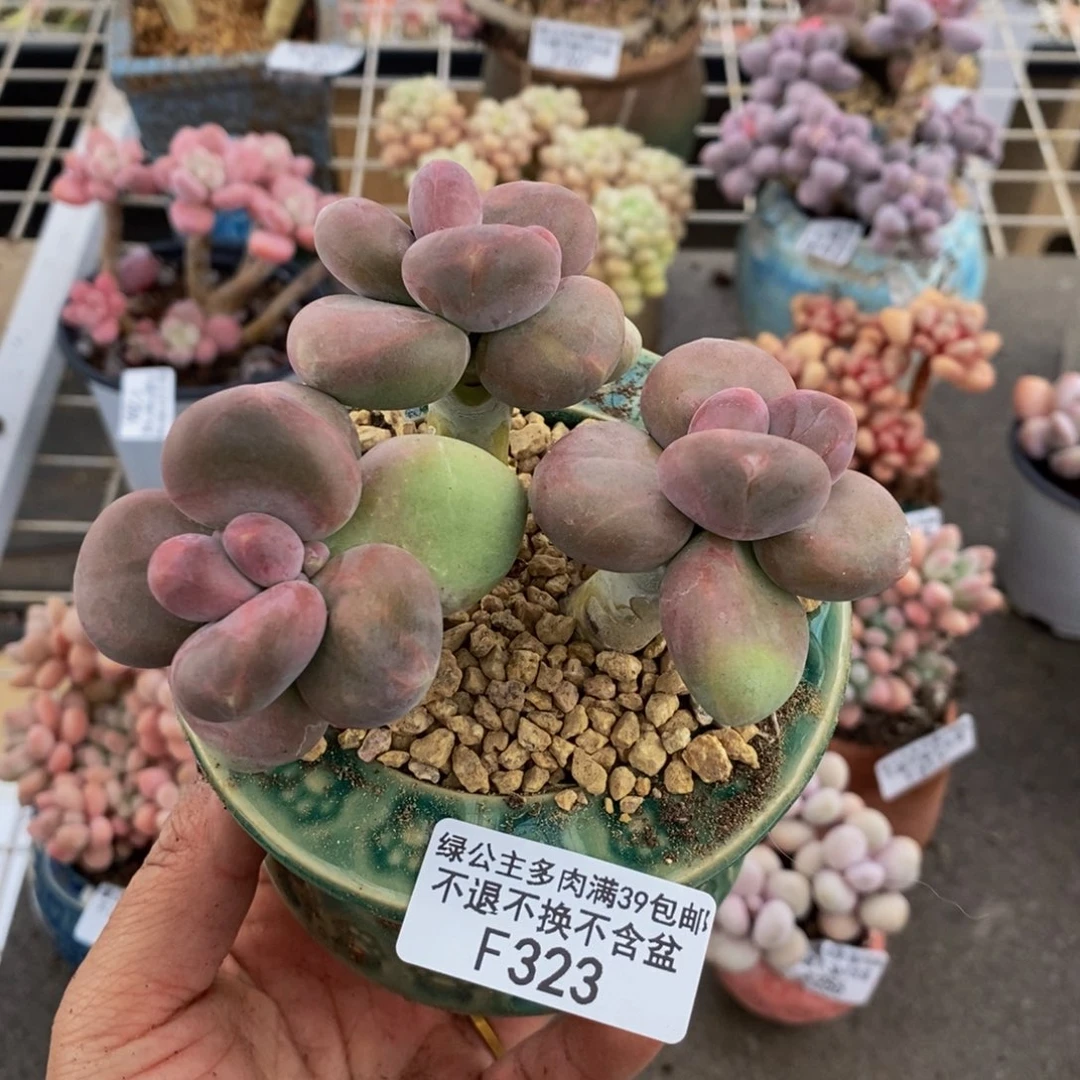 芒果奶酪323/8c m