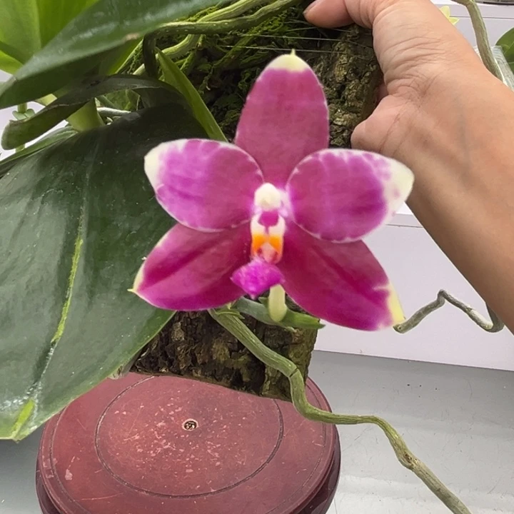 完全开放板植雷德兰斑 超壮苗子 香