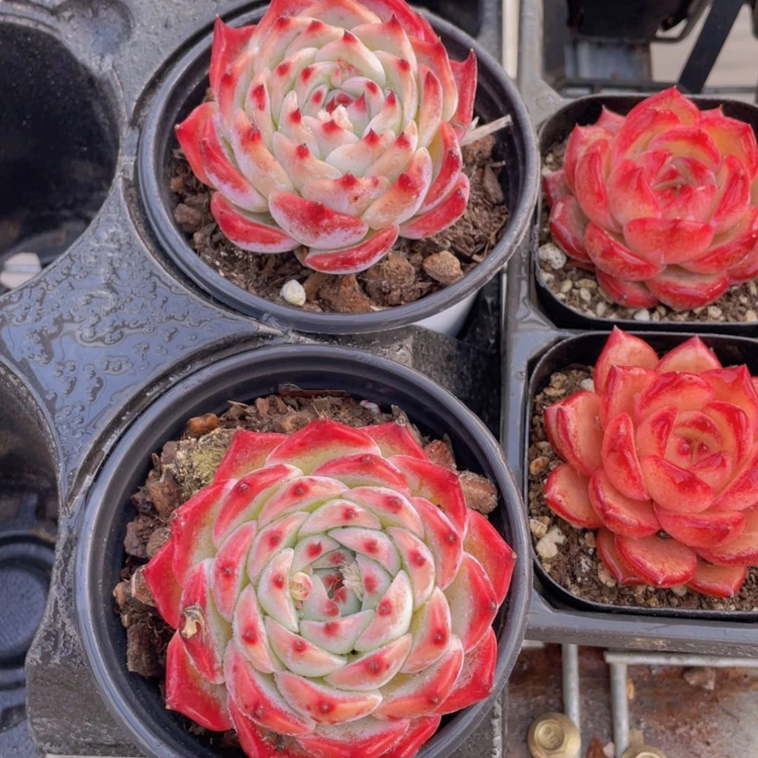 1284号宽叶吉娃娃单头一个