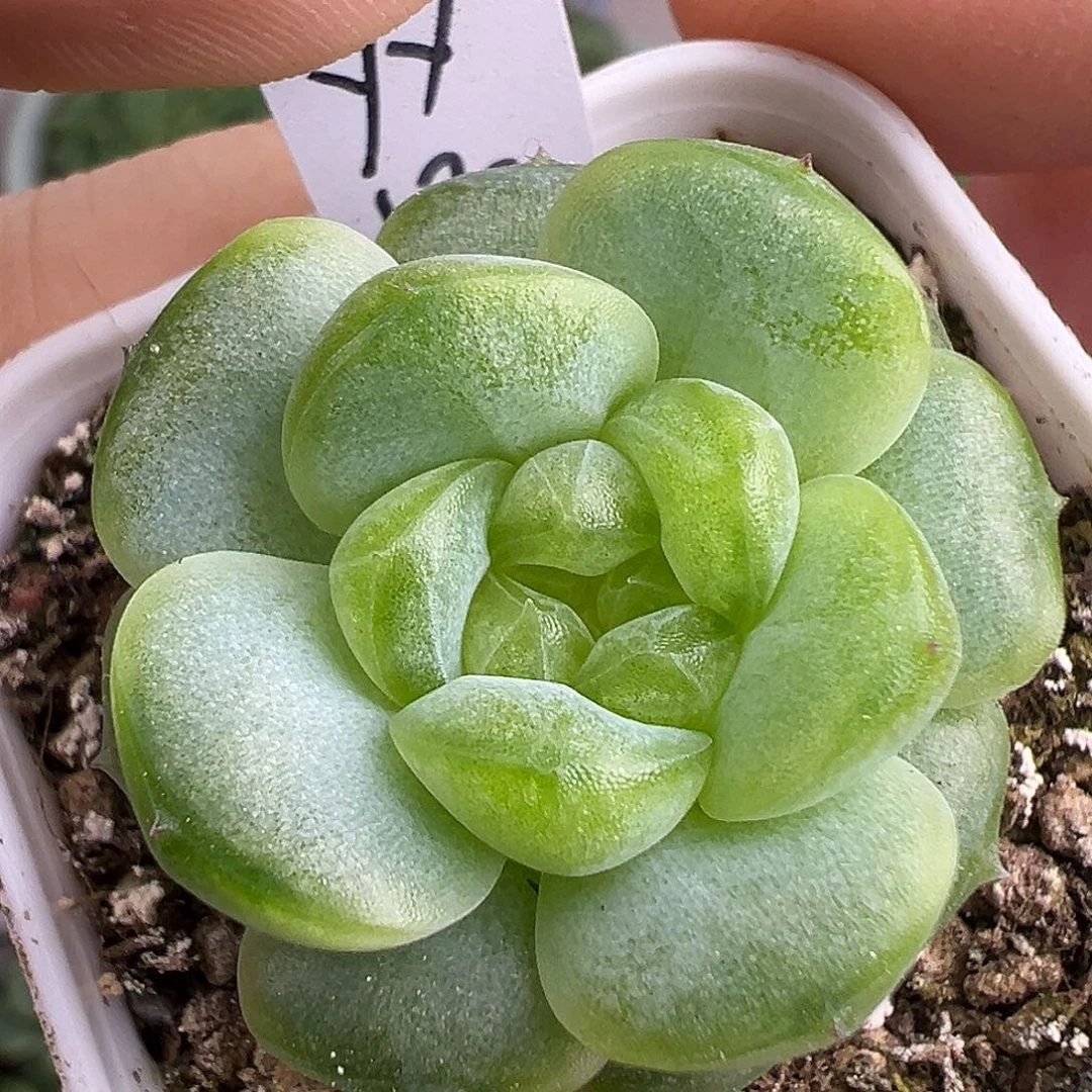 遥遥领先 冰玻璃渣