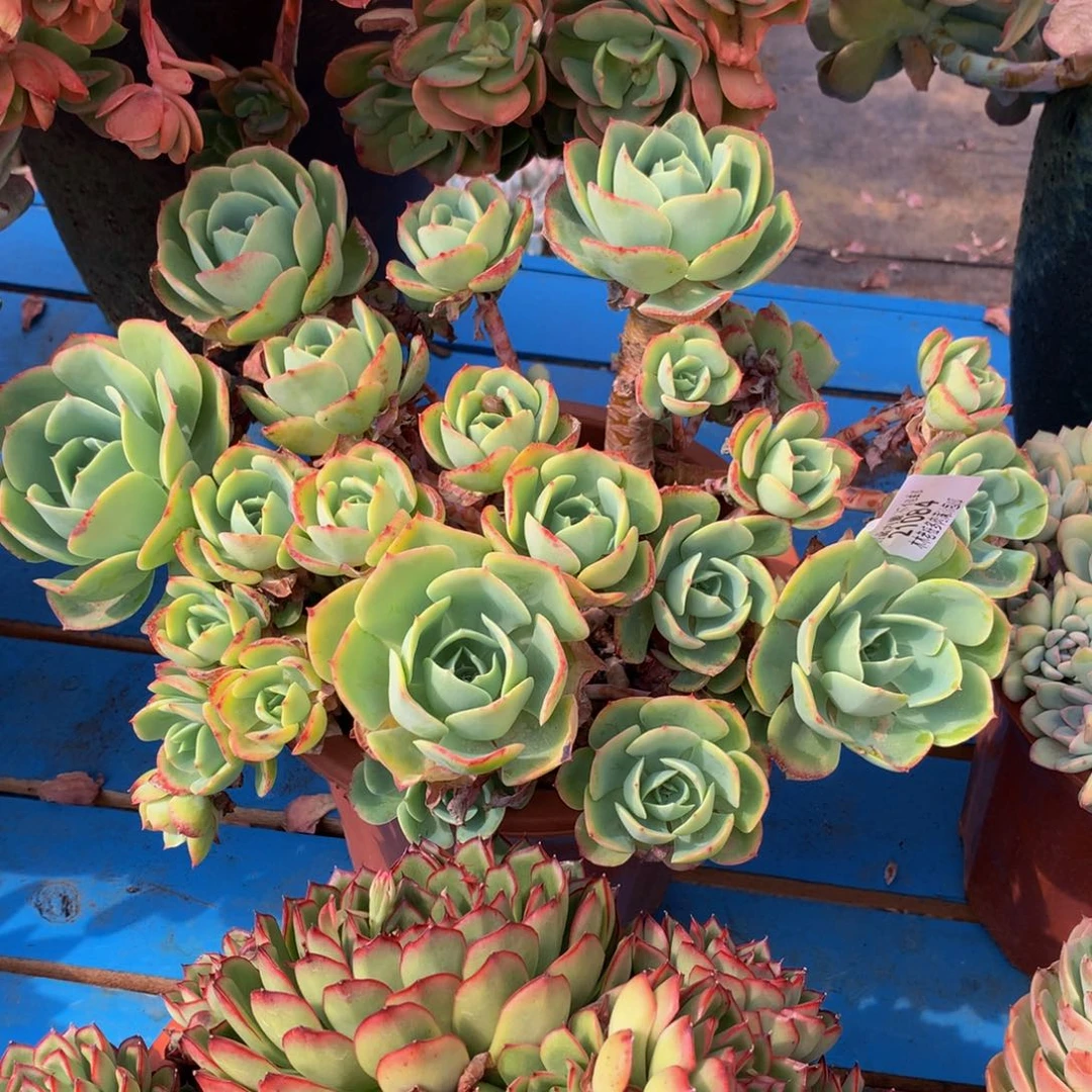 陌*  柠檬玫瑰21084