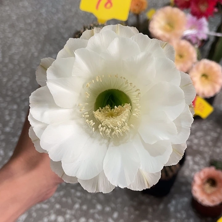 *****18号摘花脱土发货