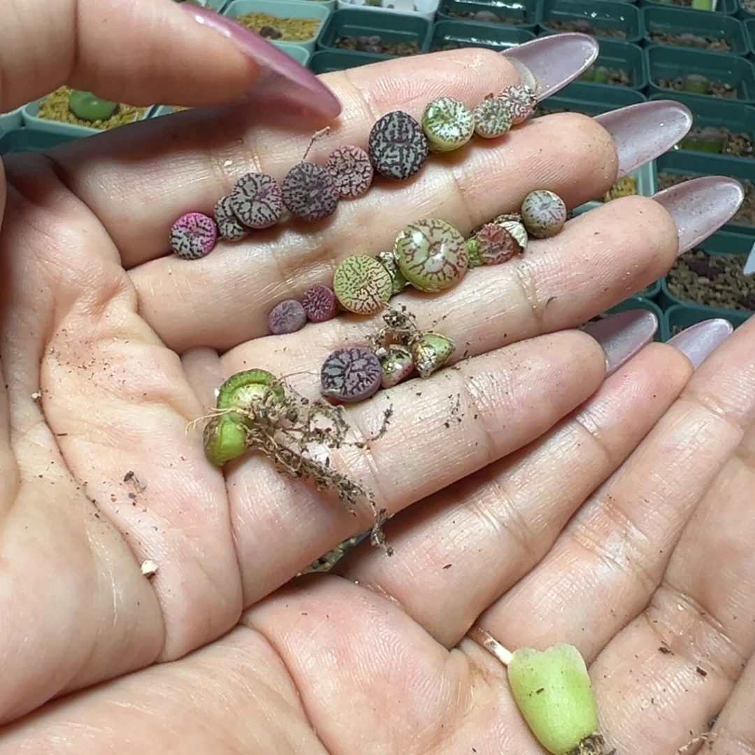 阳***宝专拍多肉植物多肉植物