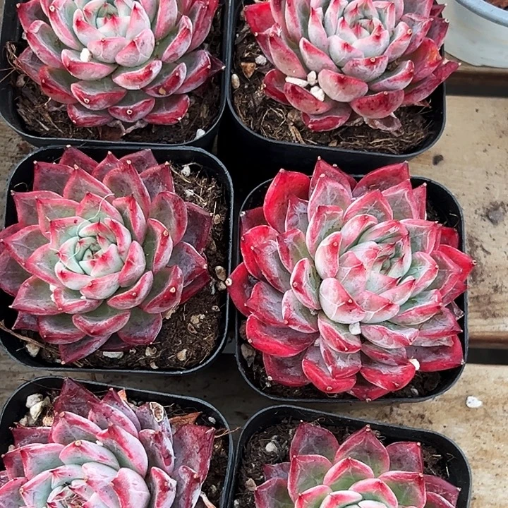 黑魔仙    福利多多