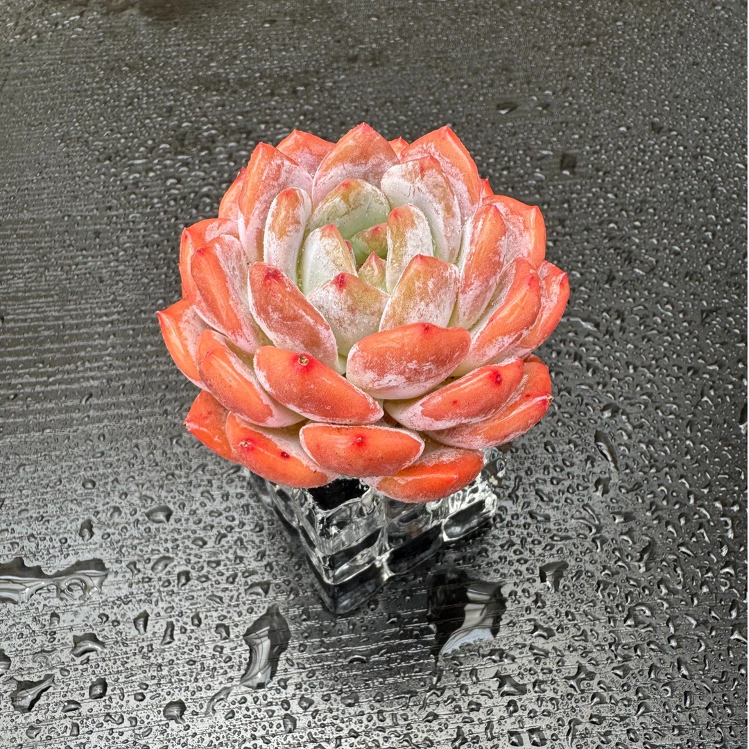 单头橙梦露无土多肉花卉盆栽【不带盆】