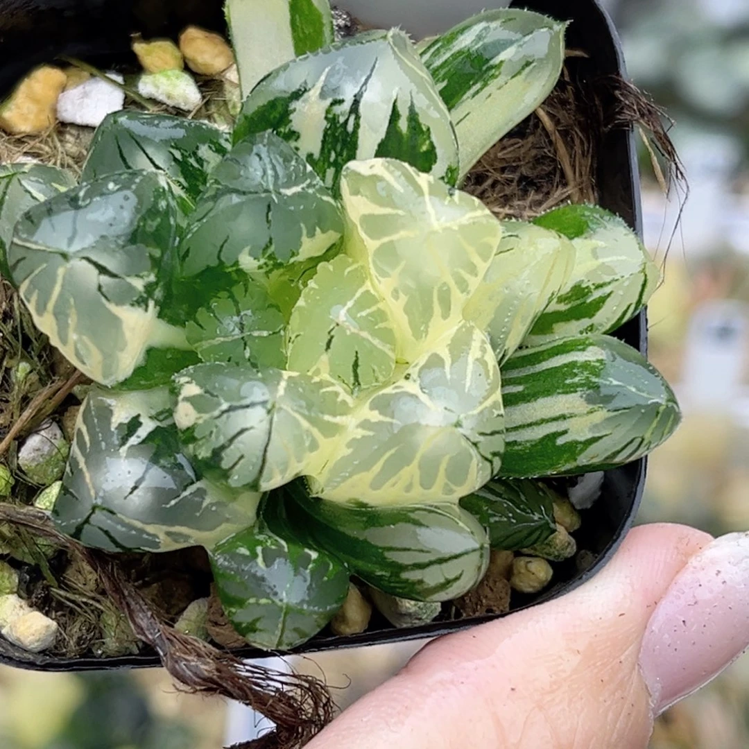 14大窗水晶灯玉露锦福利专场