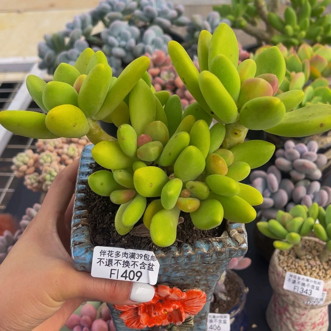 409-芒果奶多肉10cm