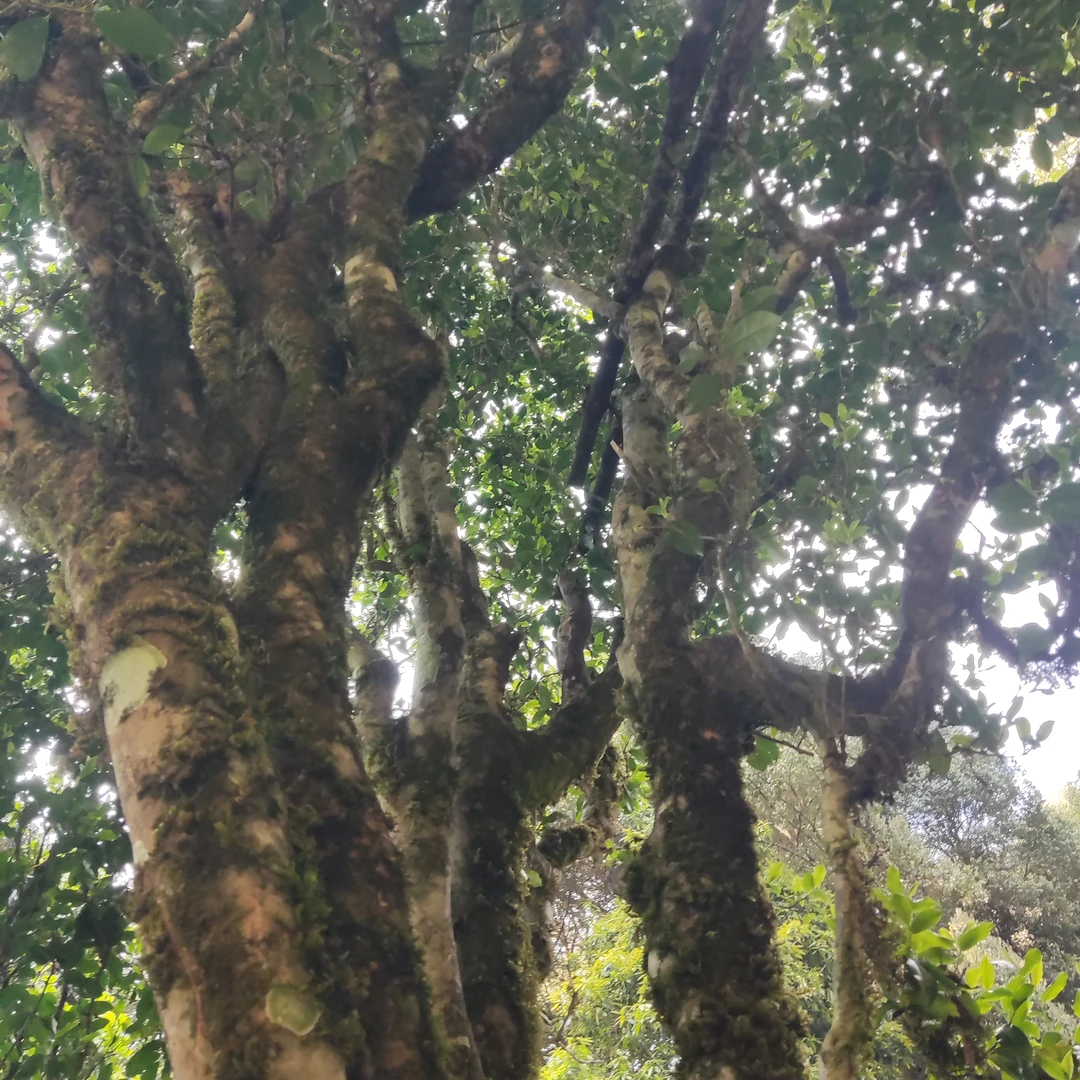 【28号森林野生单株晒红】2025年春高货野生单株晒红，单株通用链接