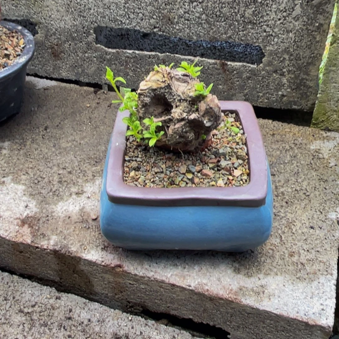 当前无花栽培后可以开花