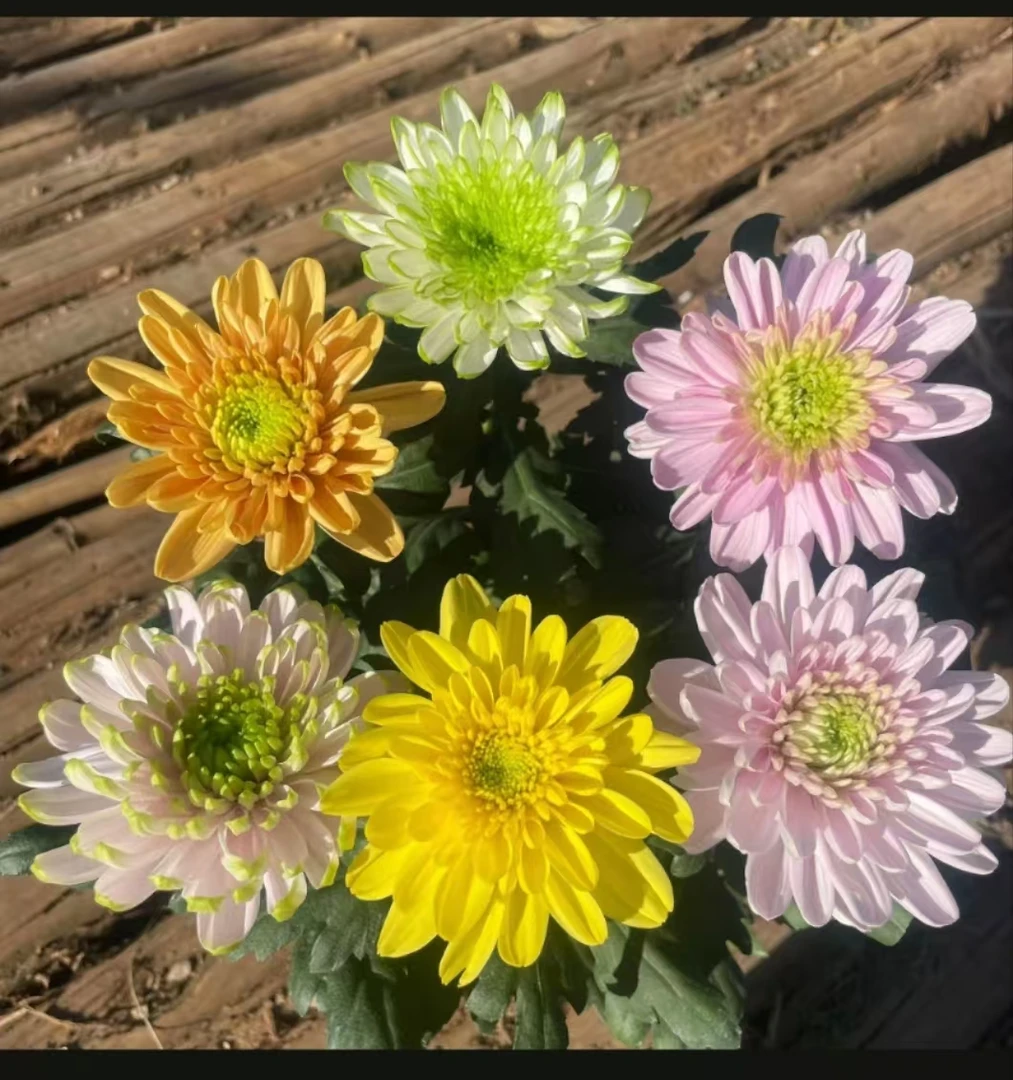 【多色天赞】九月菊盆栽室内室外易养护