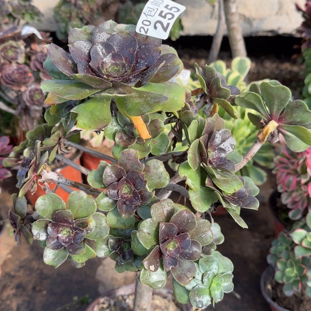 炫彩圆叶255满20包邮断枝不包