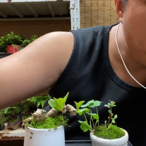 红陶一物一拍所见即所得40