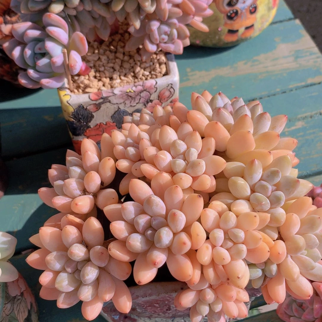 大叶奶糖自然群无砍老桩