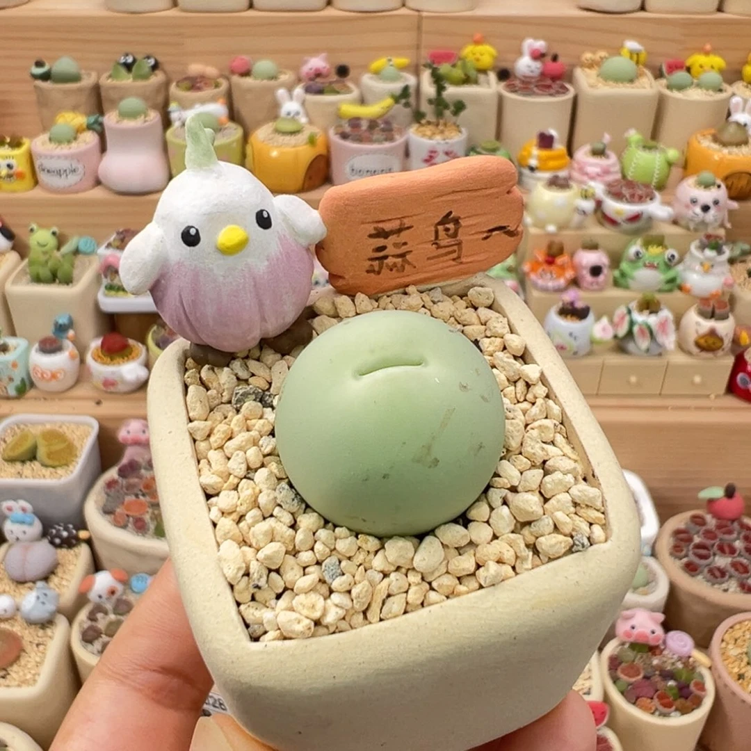 多肉植物30号鸽子蛋