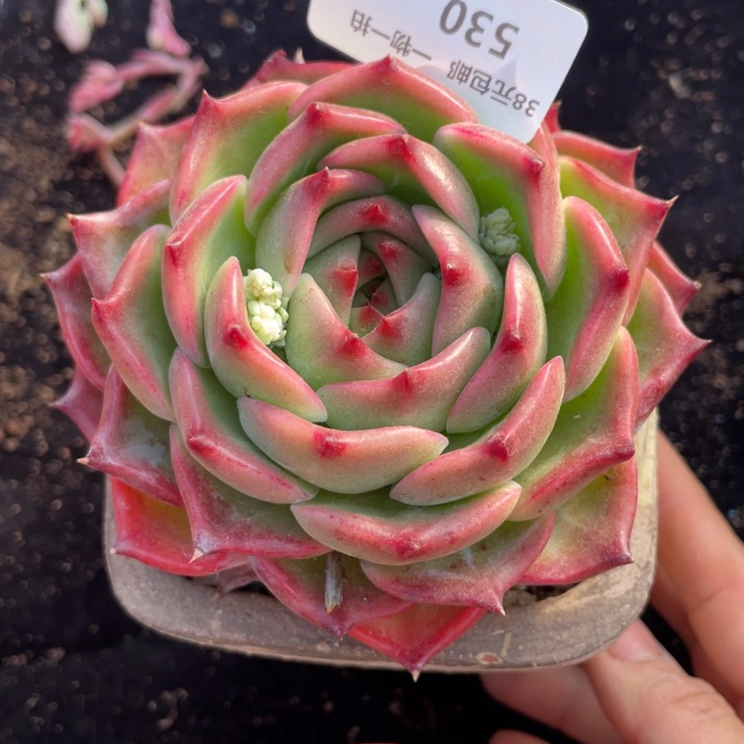 530糖葫芦单头多肉植物