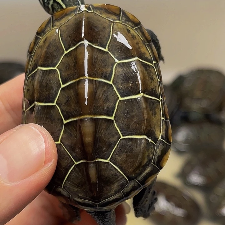 中华草龟不分公母