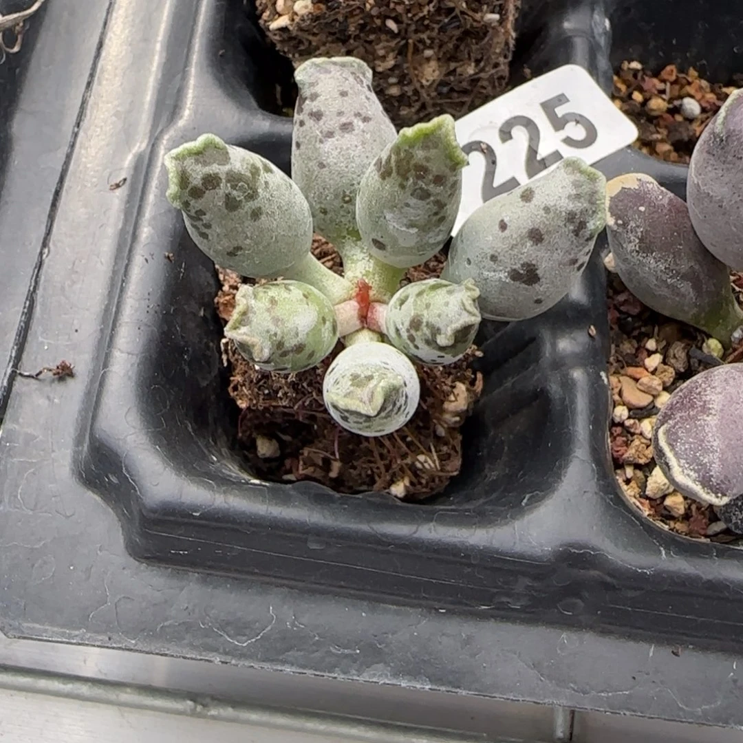 白肌海豹水泡多肉植物225