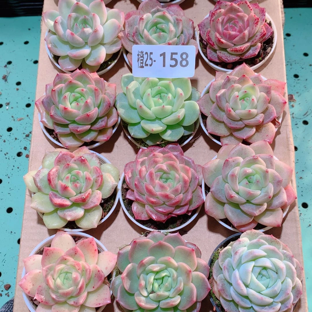25-158一物一拍多肉带盆18颗