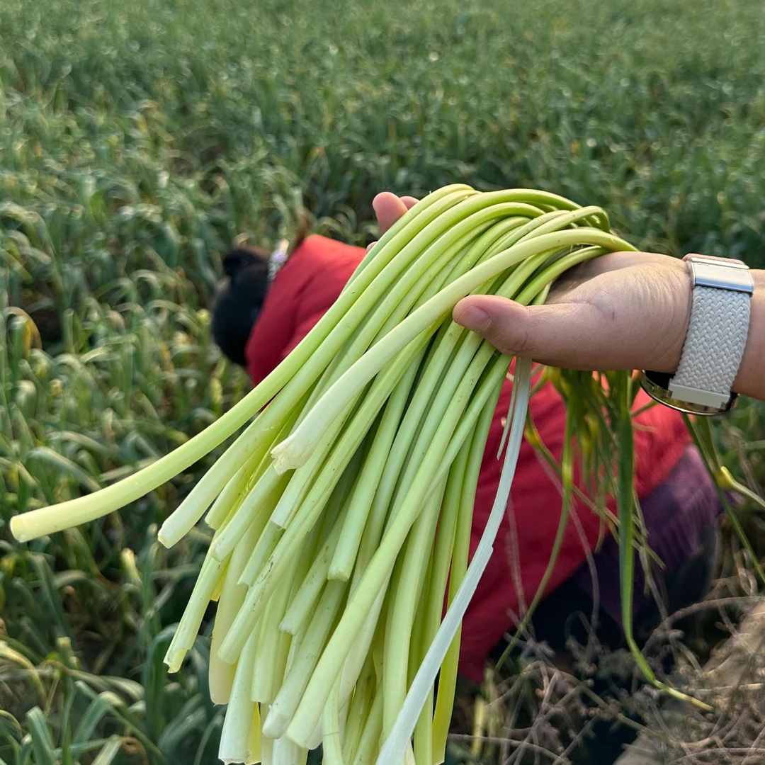 云南农家自种新鲜蒜苔 自然成熟 口感清脆