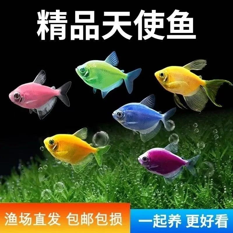 七彩天使鱼淡水鱼小鱼五颜六色色彩斑斓永不褪色鱼观赏鱼