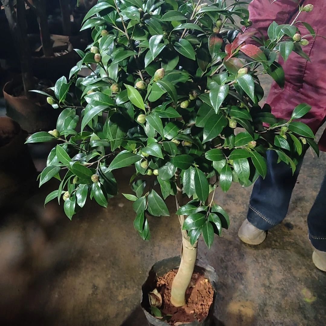 全部花苞葡萄汁不包邮