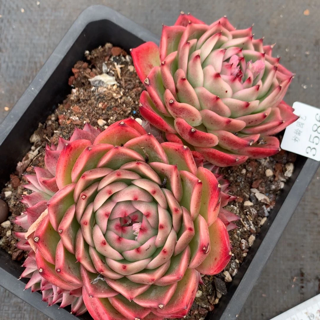 3586杂交多肉植物
