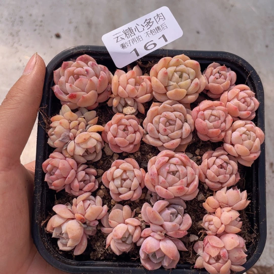 云糖心多肉植物161