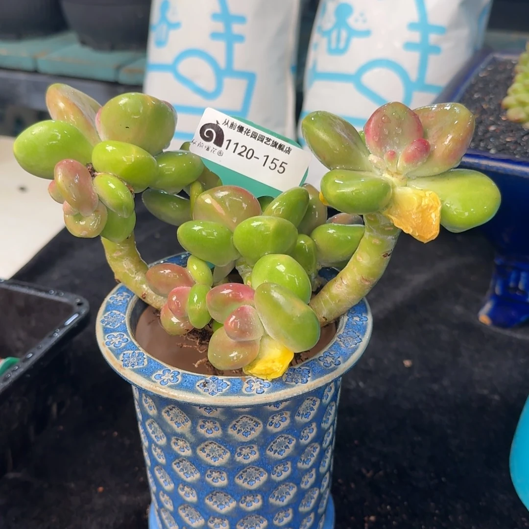 从前慢多肉精选编号1120.155