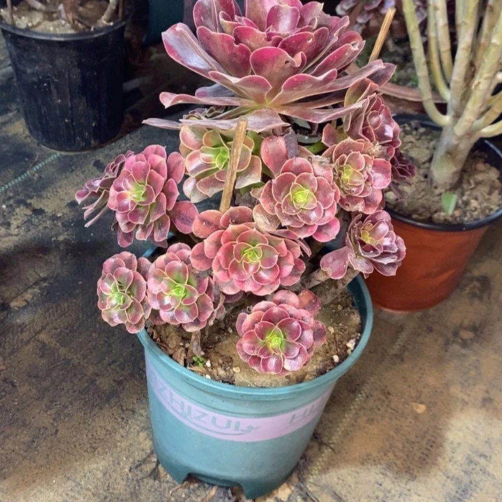 美杜莎多肉植物050