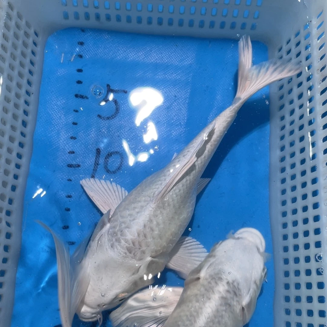 锦鲤锦鲤包邮包售后